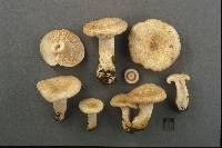 Lactarius maculatipes image