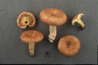 Lactarius croceus image