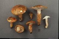 Tricholoma aurantium image