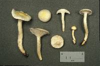 Hygrophorus chrysodon image