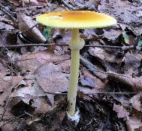 Amanita banningiana image