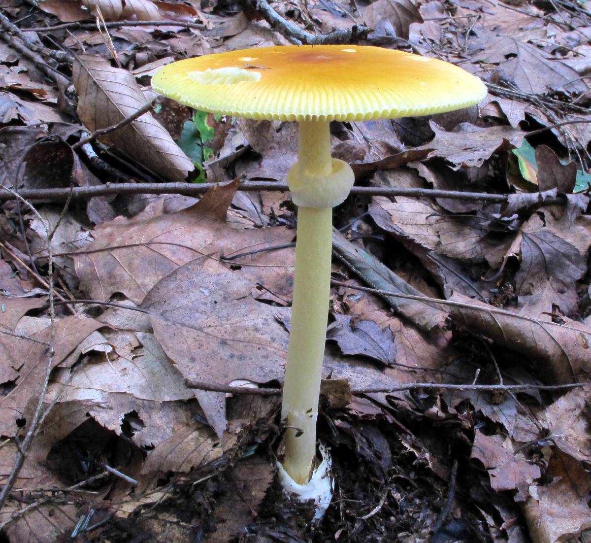 Amanita banningiana image