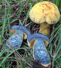 Boletus pseudosulphureus var. pseudosulphureus image