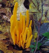 Clavulinopsis aurantiocinnabarina image