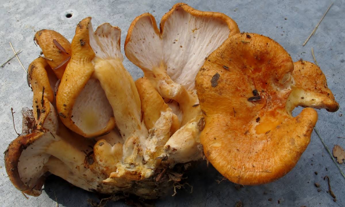 Hypomyces lateritius image