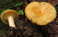 Lactarius croceus image