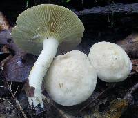 Lactarius subvernalis var. cokeri image