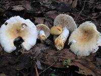 Russula ballouii image