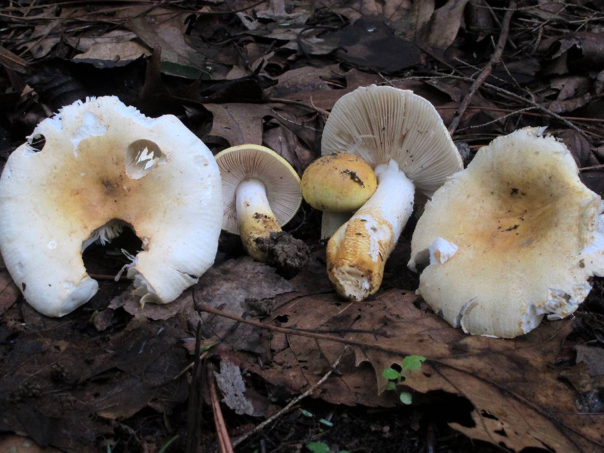 Russula ballouii image