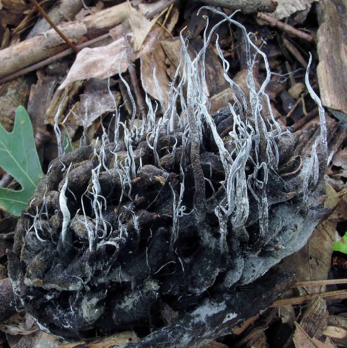 Xylaria magnoliae image