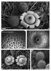 Geastrum litchiforme image