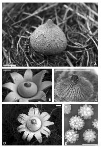 Image of Geastrum reticulatum