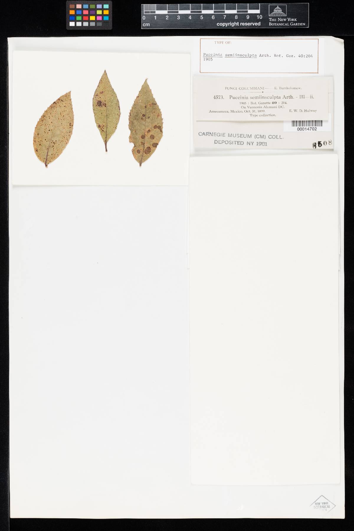Puccinia semiinsculpta image