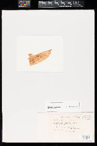 Puccinia smilacinae image