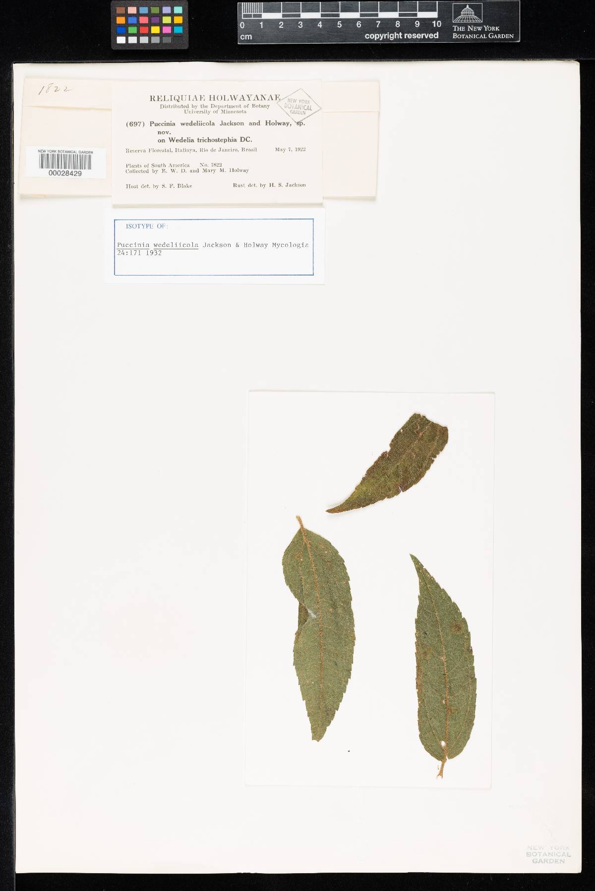Puccinia wedeliicola image