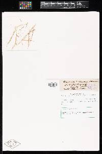 Puccinia windsoriae var. australis image
