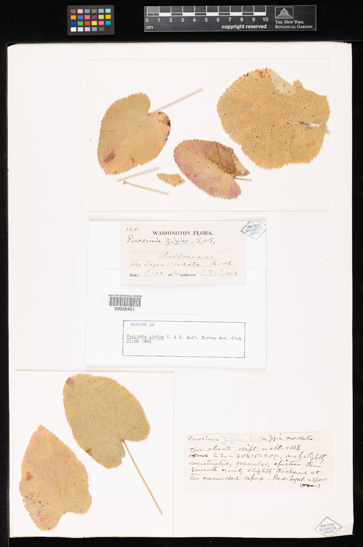 Puccinia ziziae image