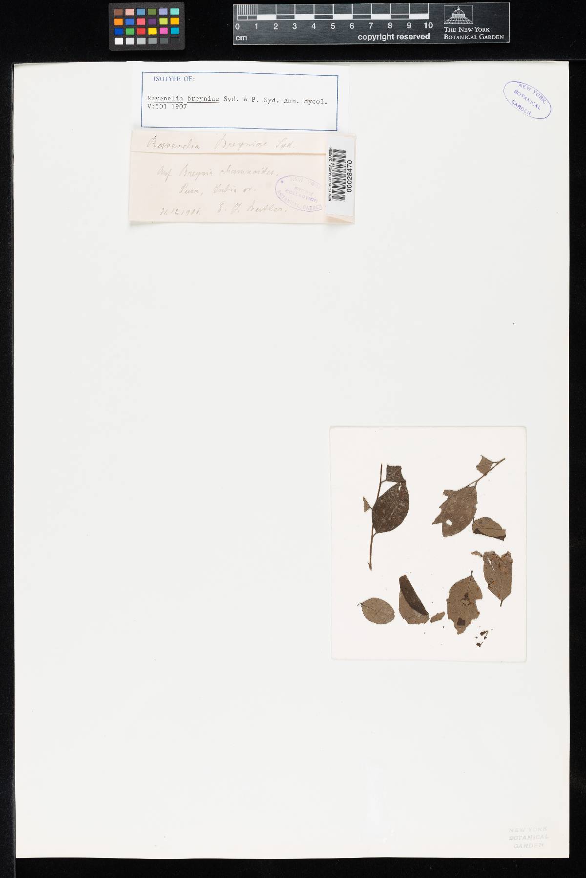 Kernkampella breyniae image