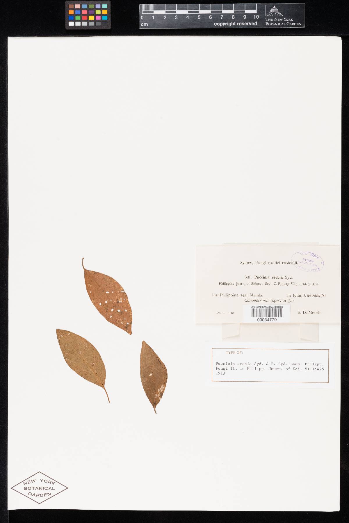 Puccinia erebia image