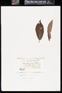 Puccinia gesneracearum image