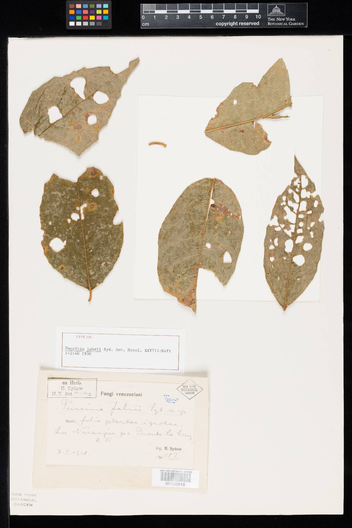 Puccinia jahnii image