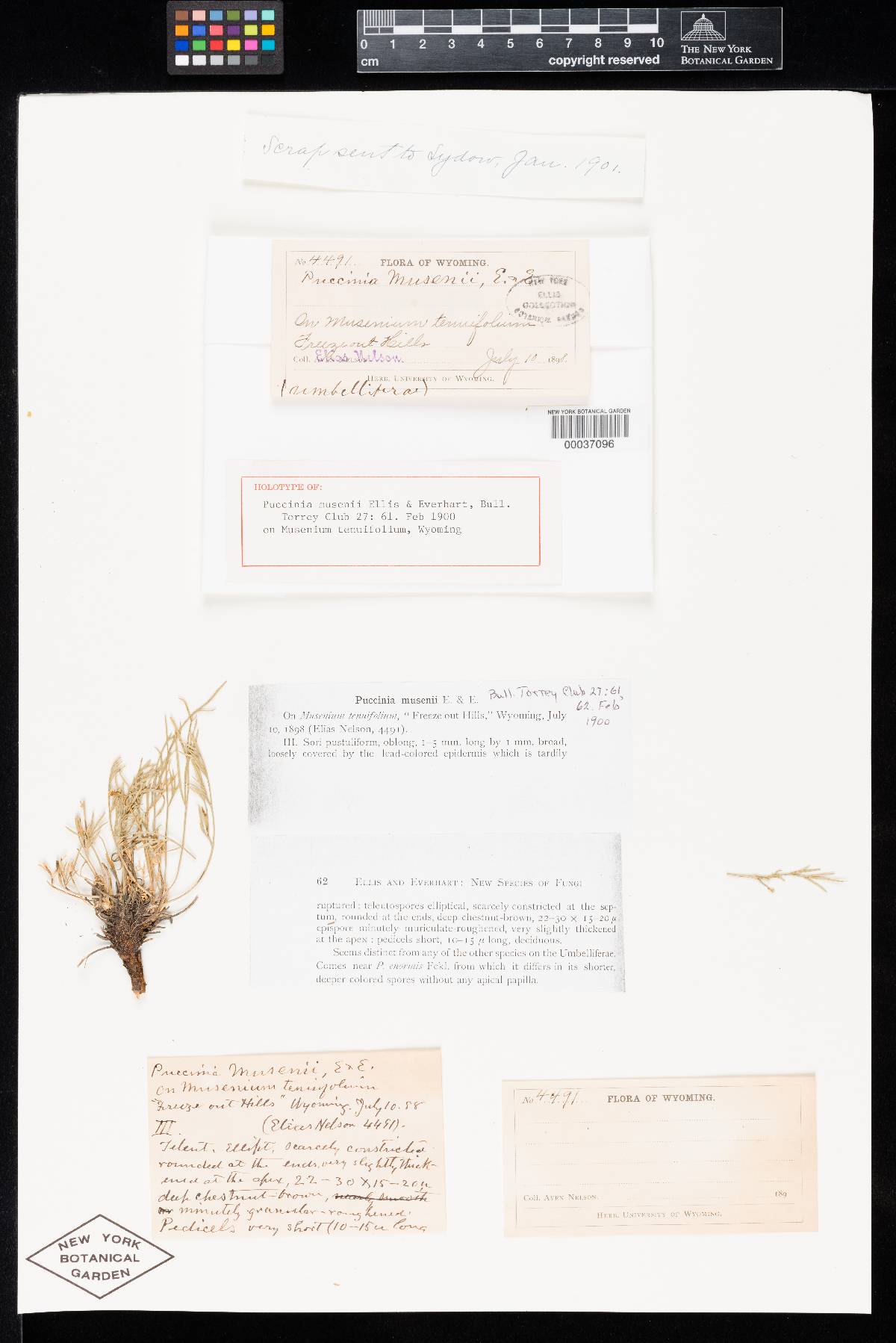 Puccinia musenii image