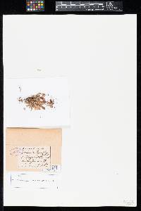 Puccinia pazschkei var. pazschkei image