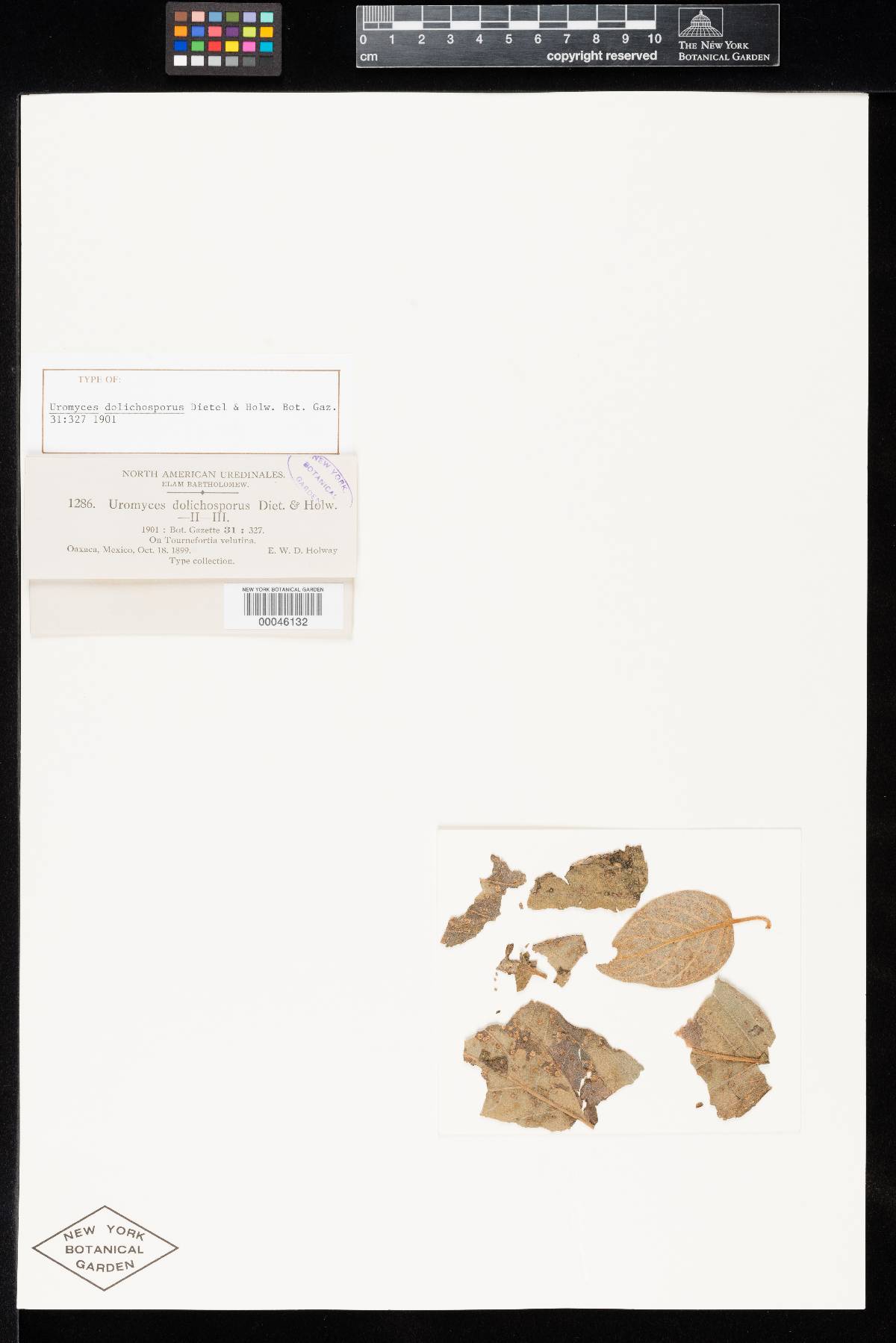 Uromyces dolichosporus image