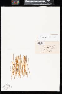 Uromyces eleocharidis image