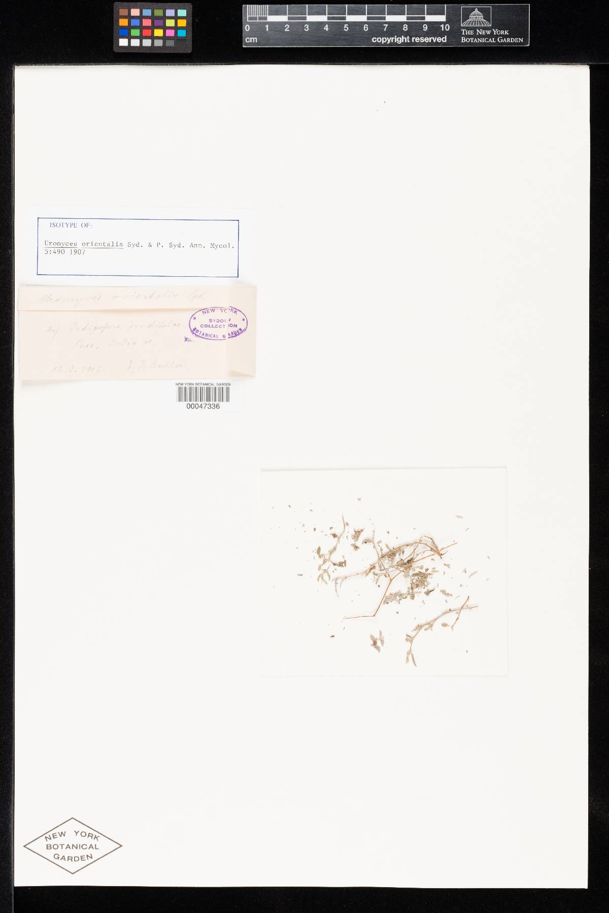 Uromyces orientalis image