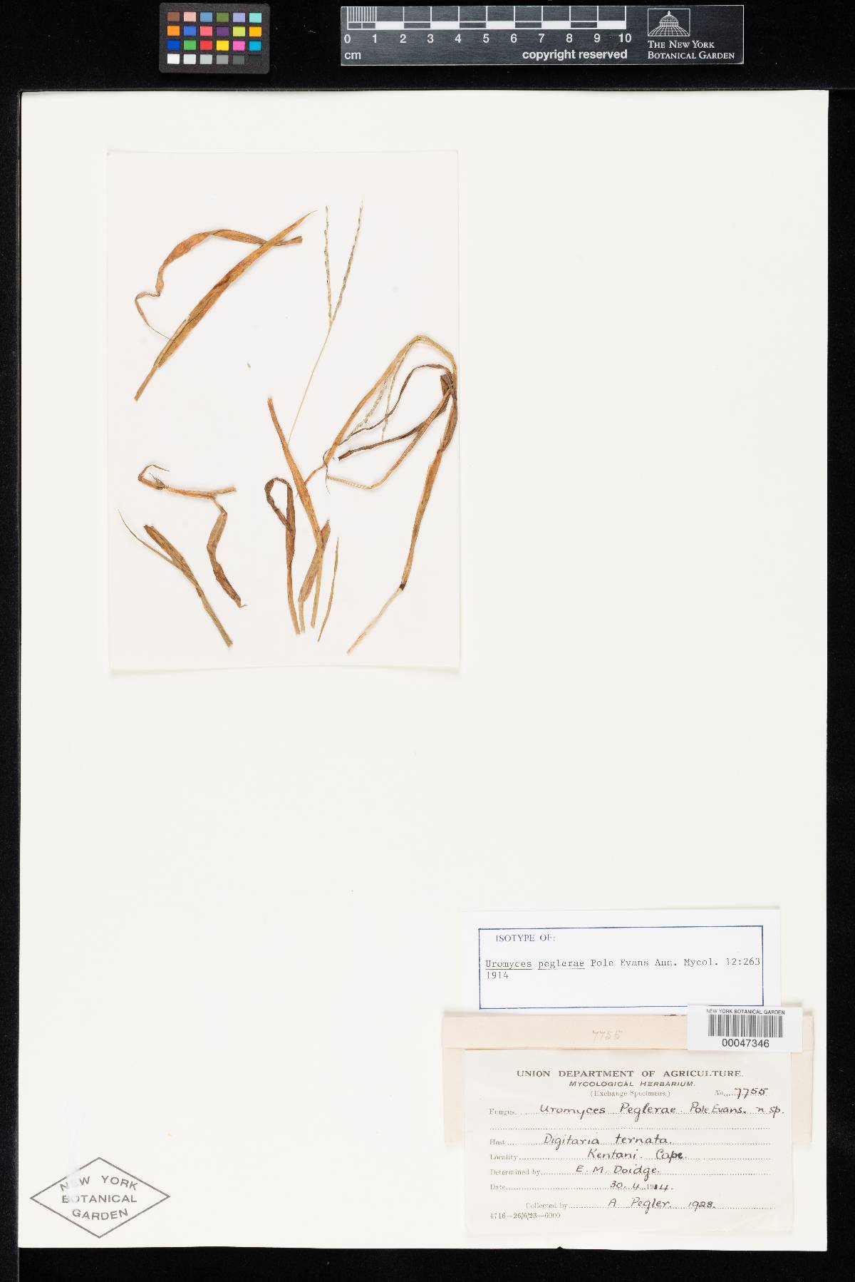 Uromyces peglerae image