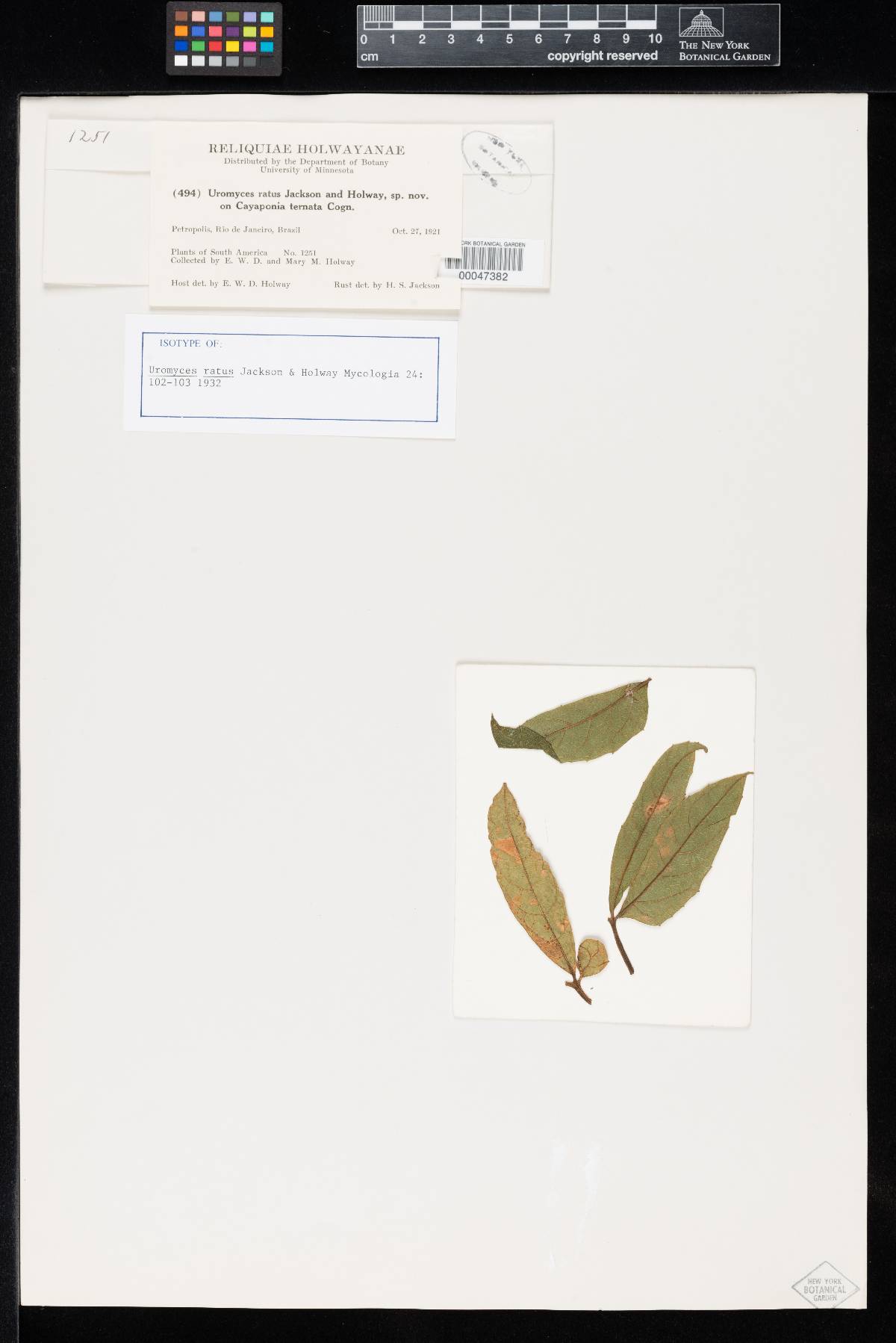 Uromyces ratus image