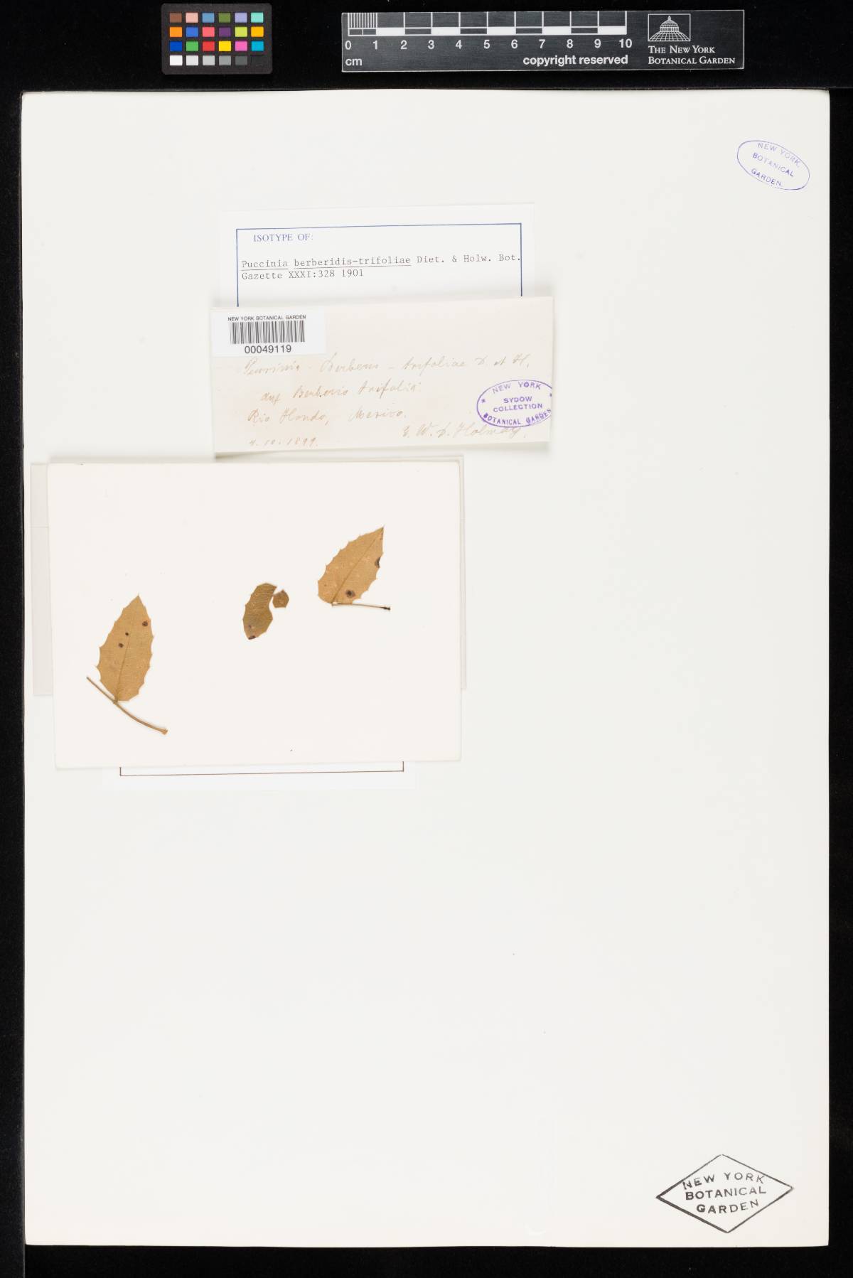 Puccinia berberidis-trifoliae image