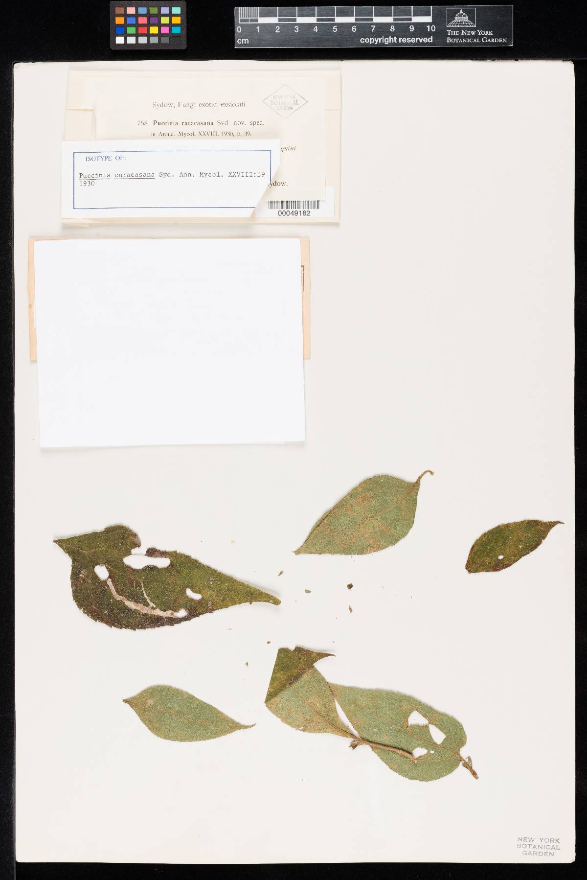 Puccinia caracasana image