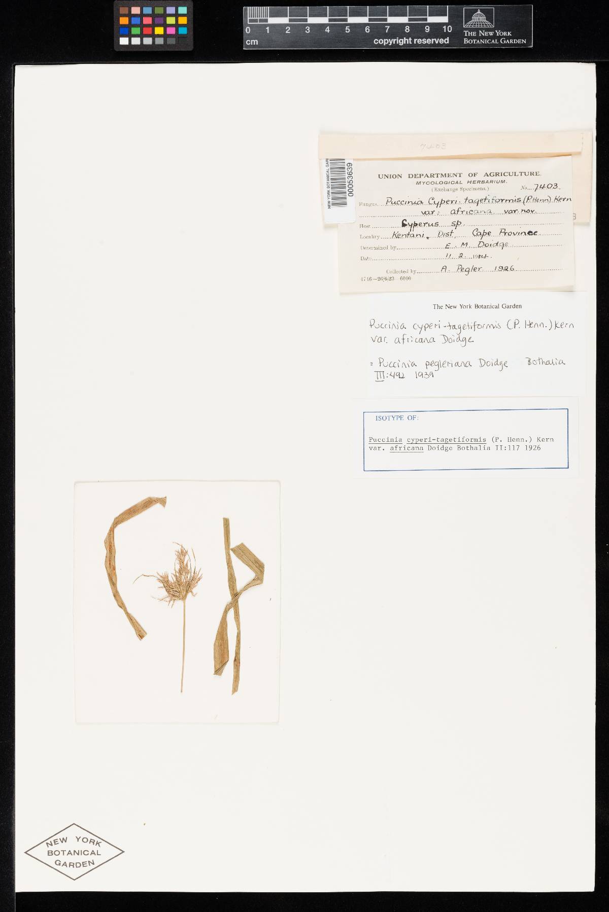 Puccinia cyperi-tagetiformis var. africana image
