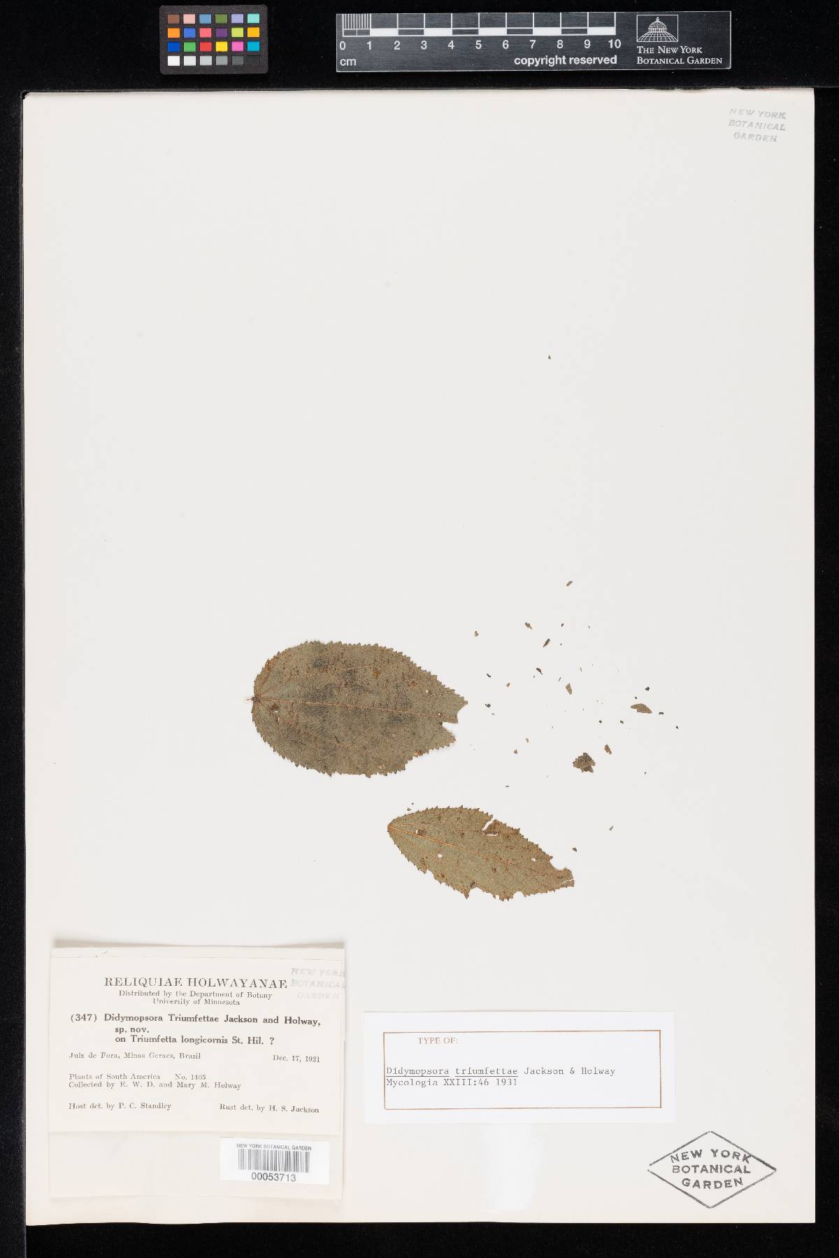 Pucciniosiraceae image