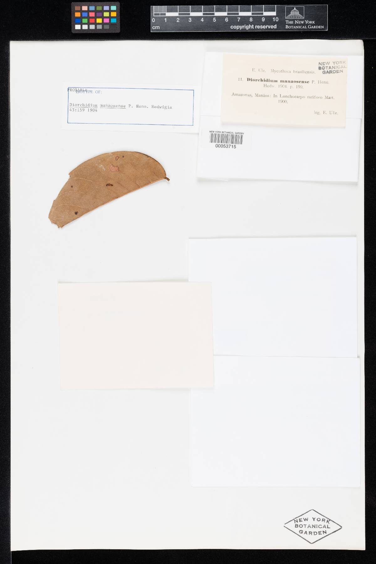 Dicheirinia image