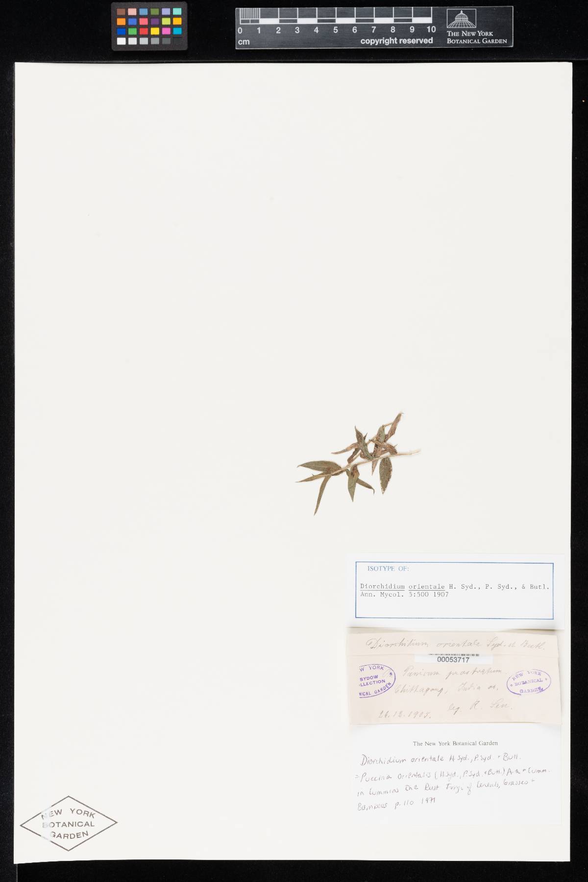 Diorchidium orientale image