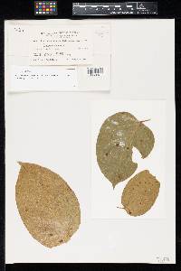 Prospodium lundiae image