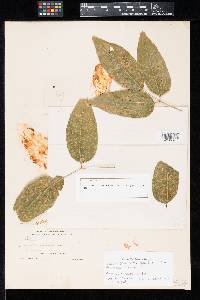 Prospodium trinidadense image