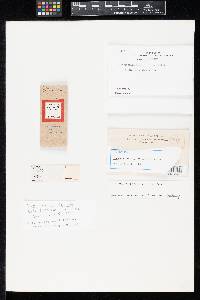 Cladosporium algarum image