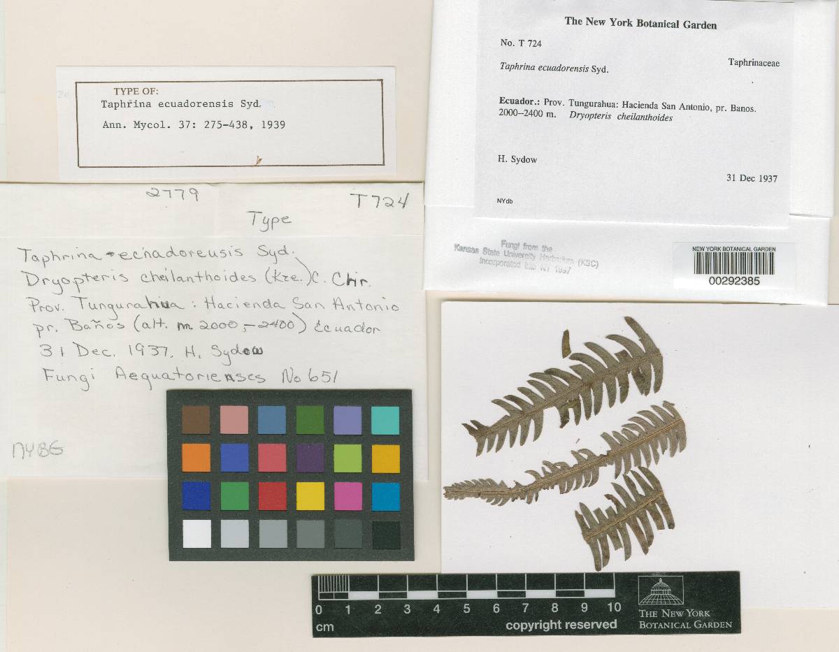 Taphrina ecuadorensis image