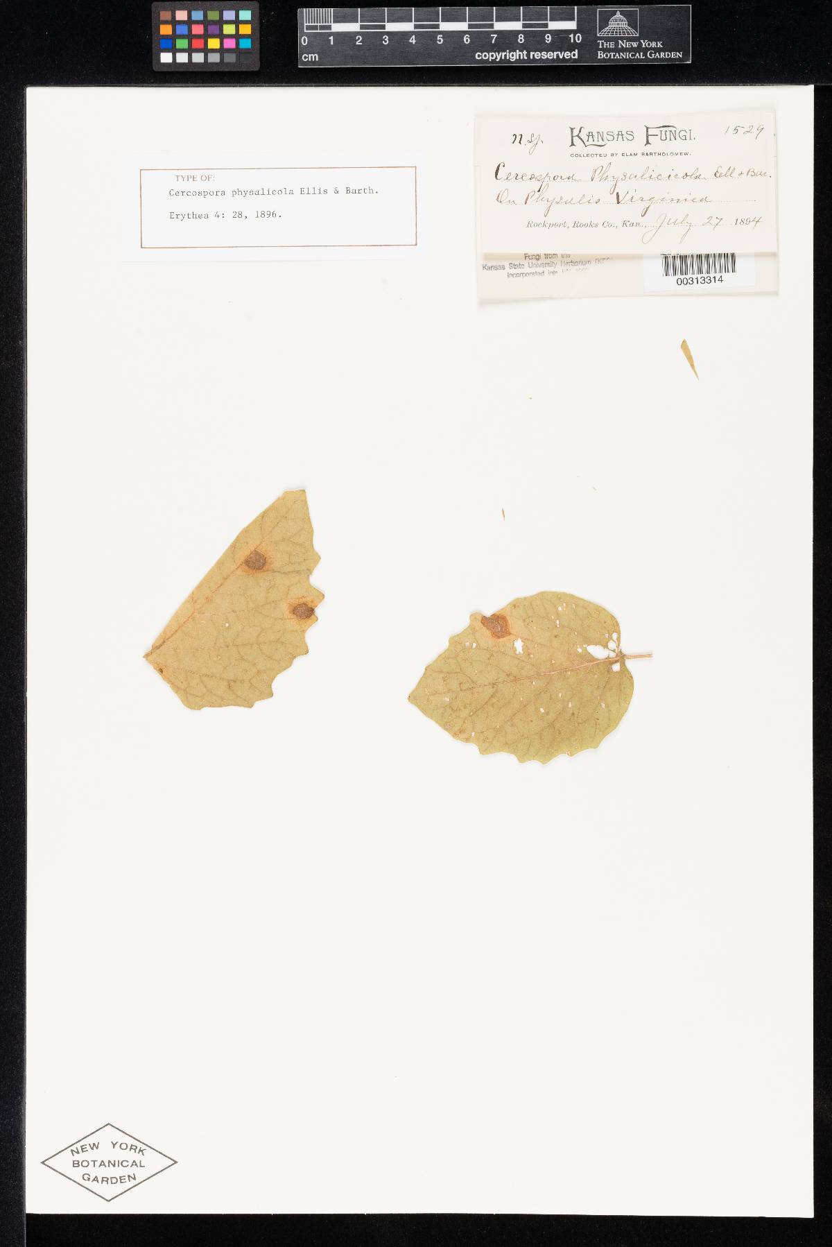 Cercospora physalicola image