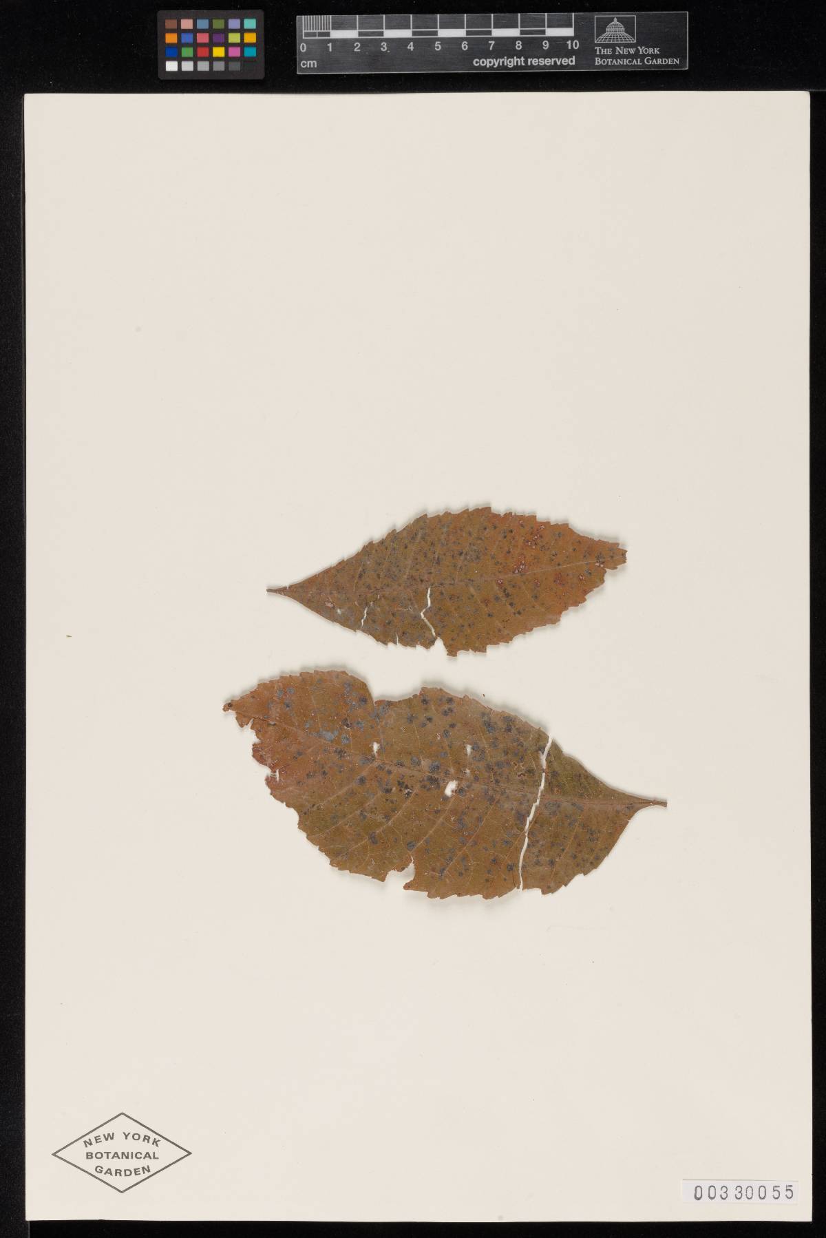 Meliola thouiniae image