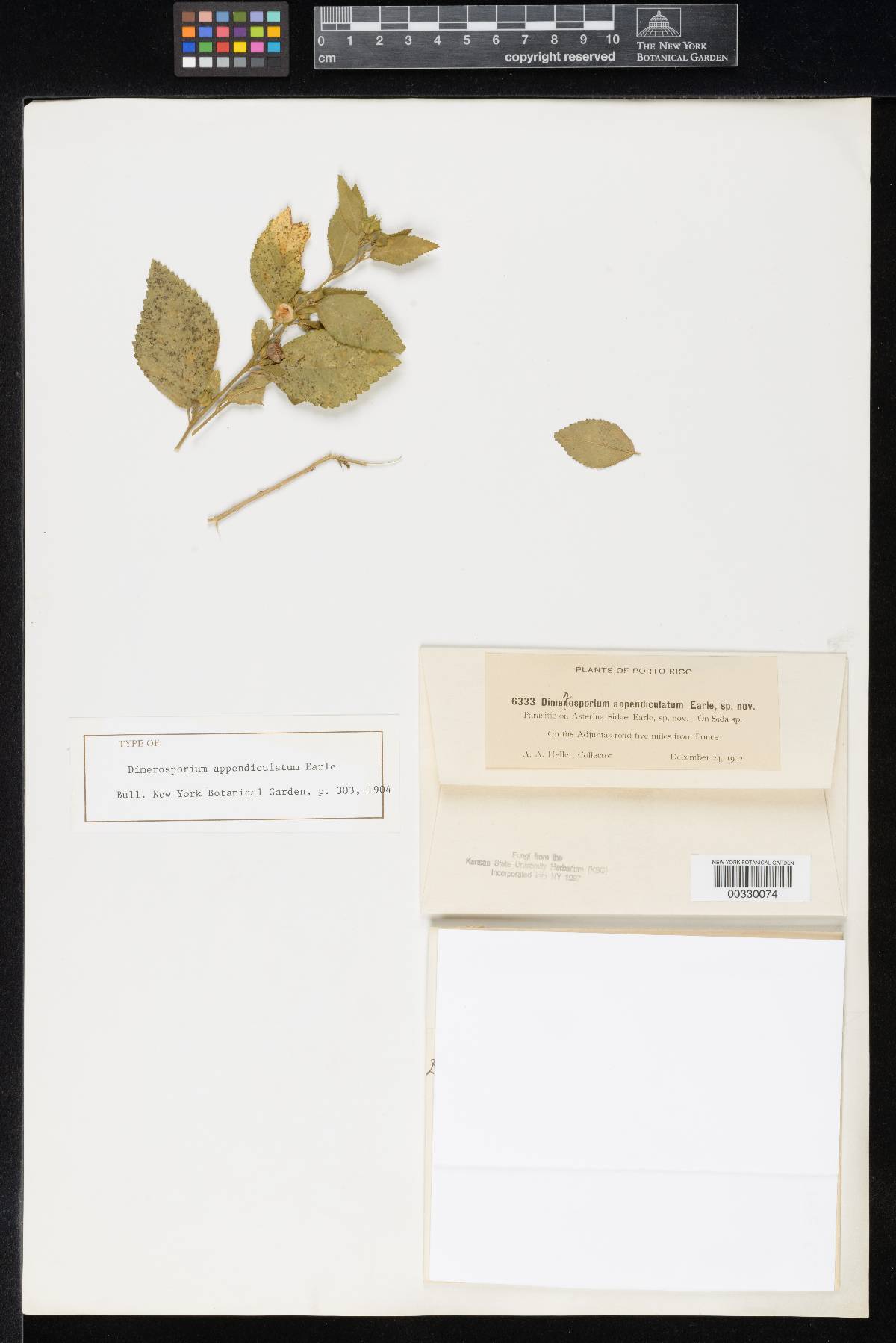 Dimerosporium appendiculatum image