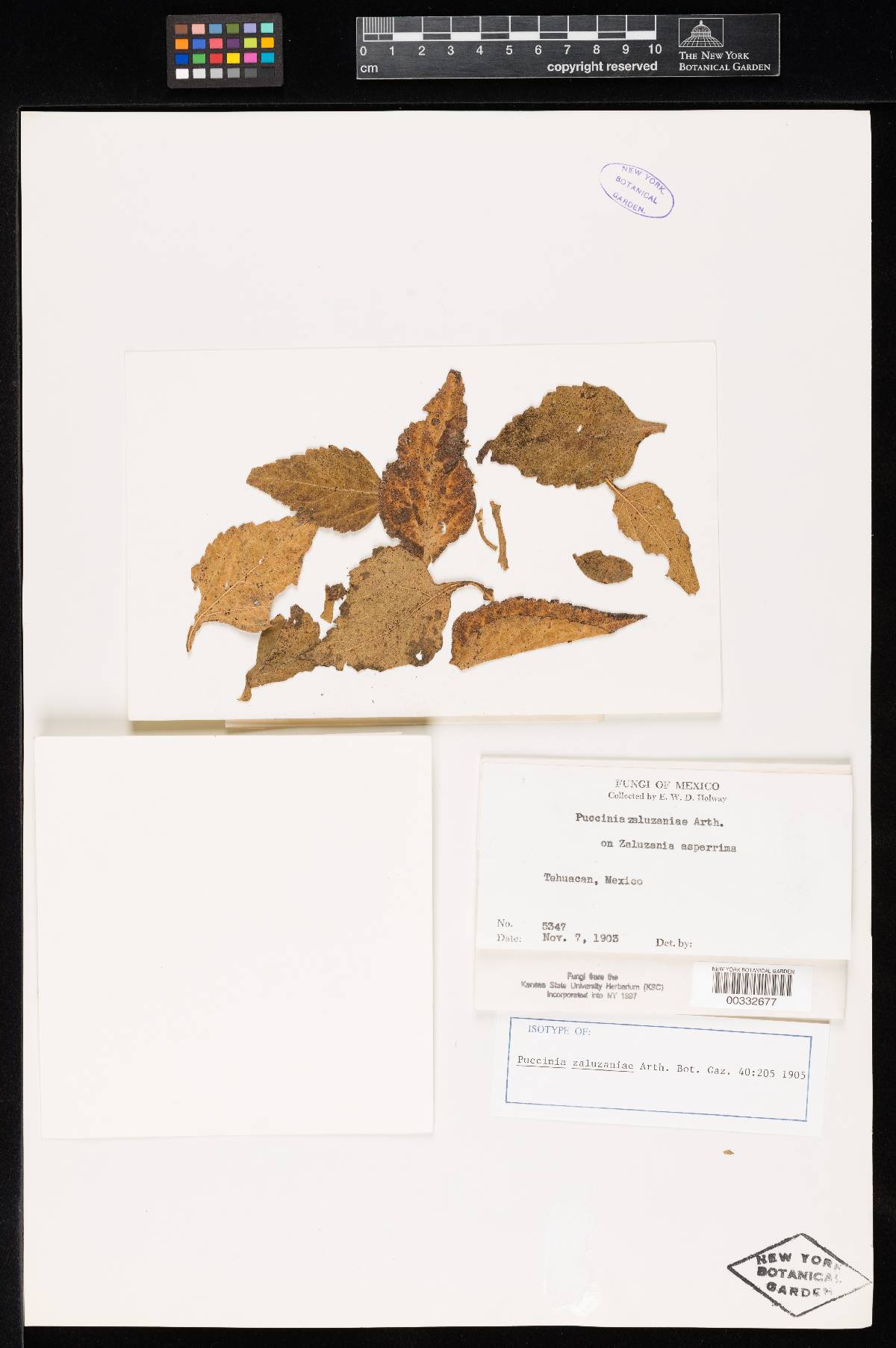 Puccinia zaluzaniae image