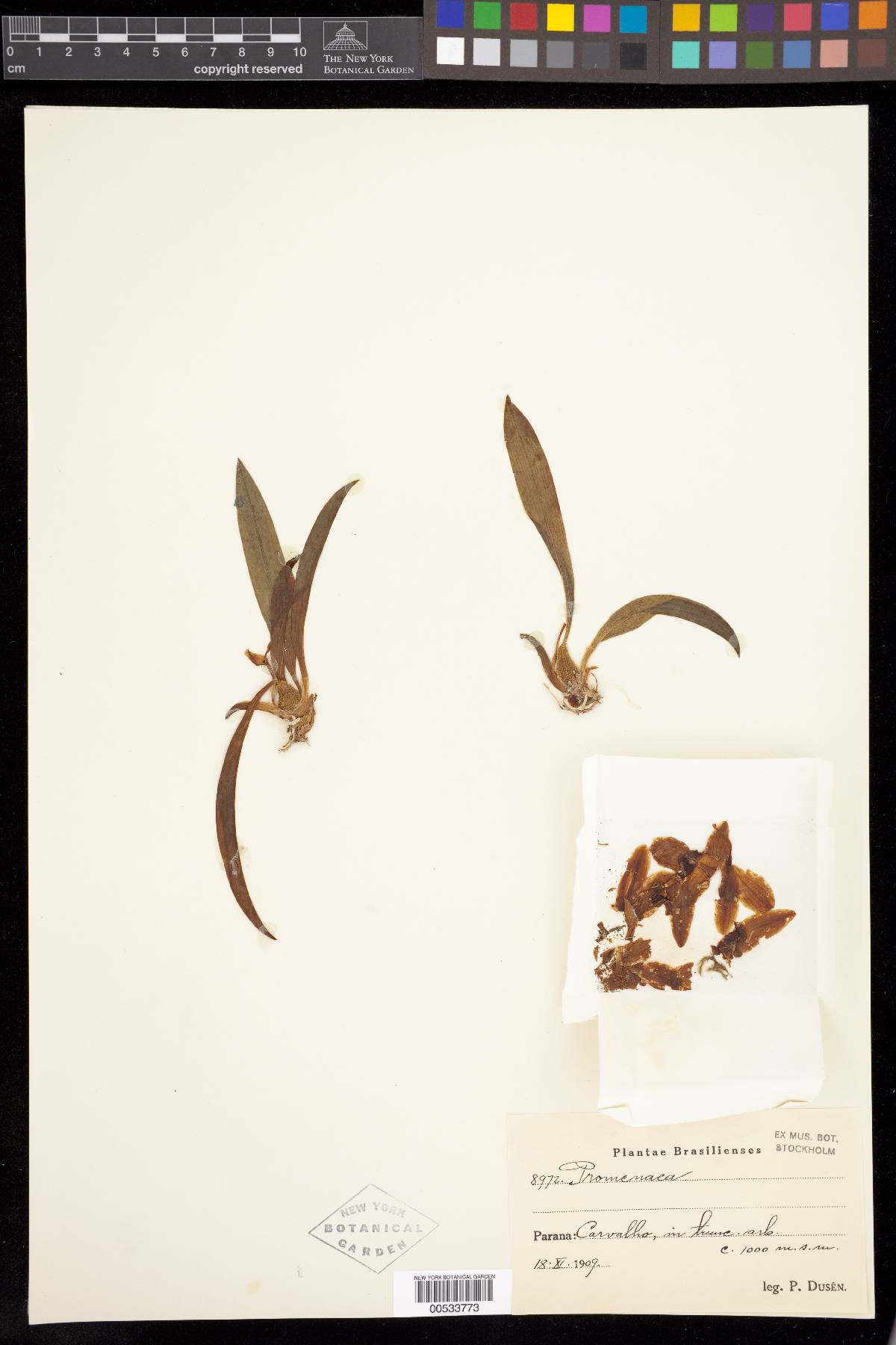 Podoscypha venustula image