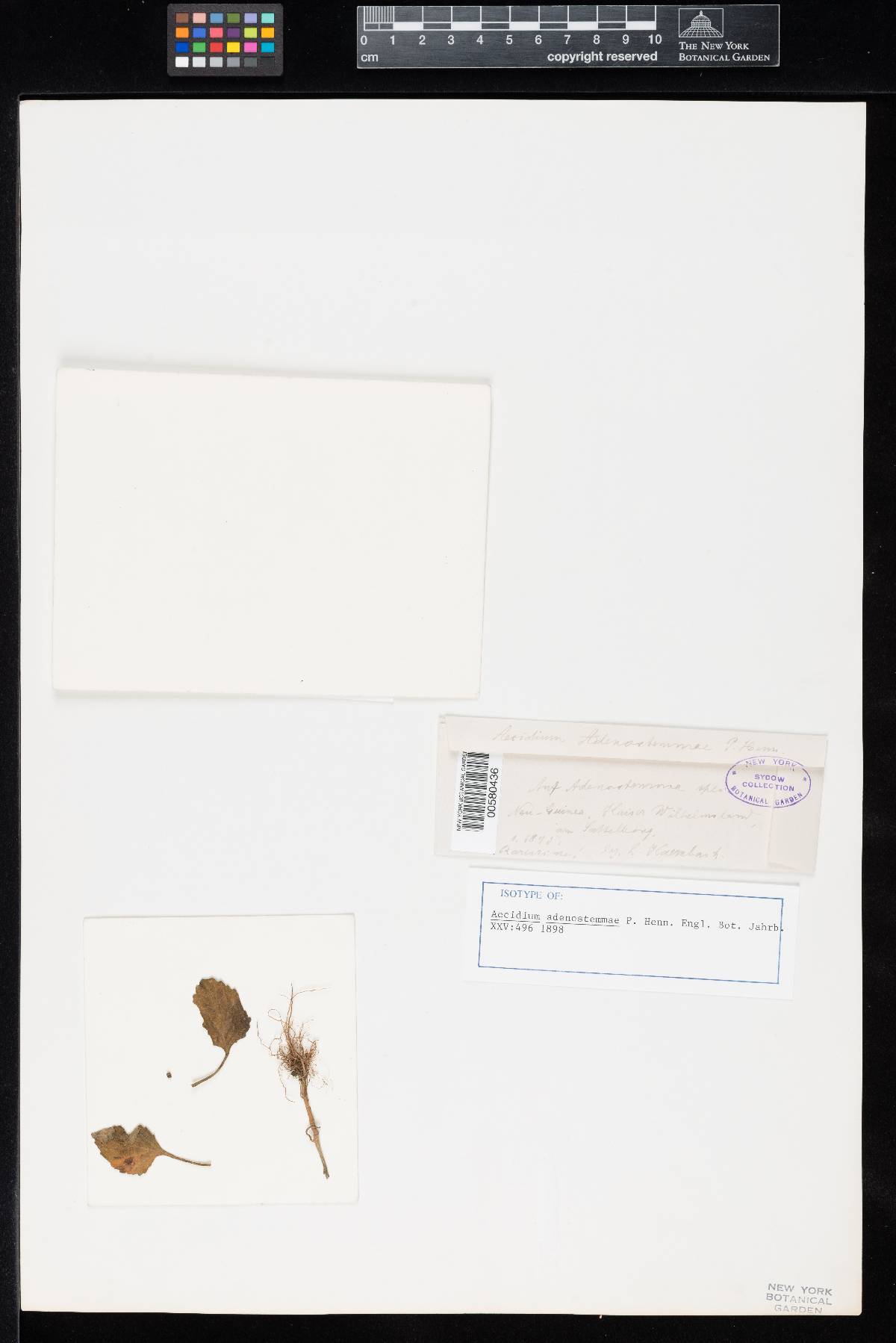 Aecidium adenostemmae image
