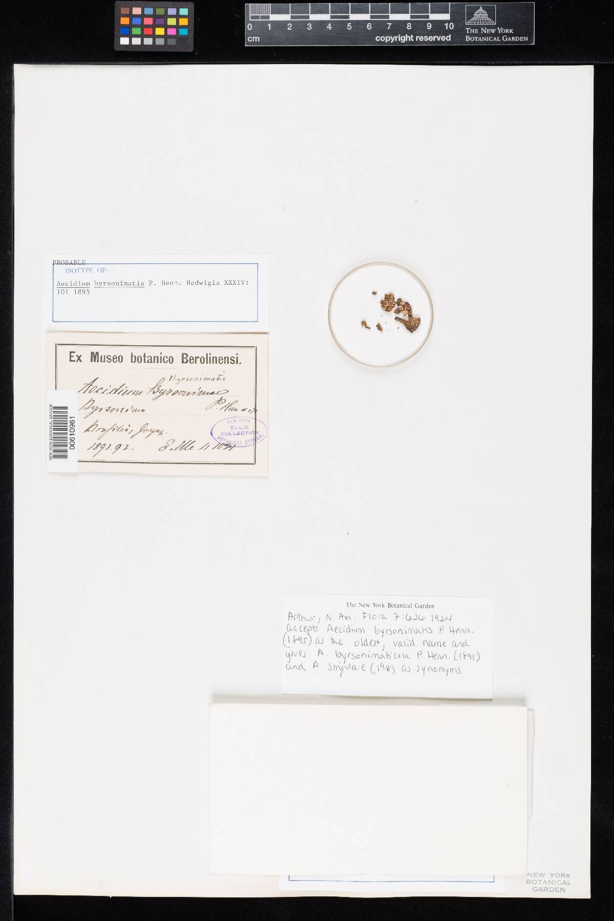 Aecidium byrsonimatis image