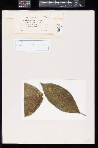 Aecidium calotheum image